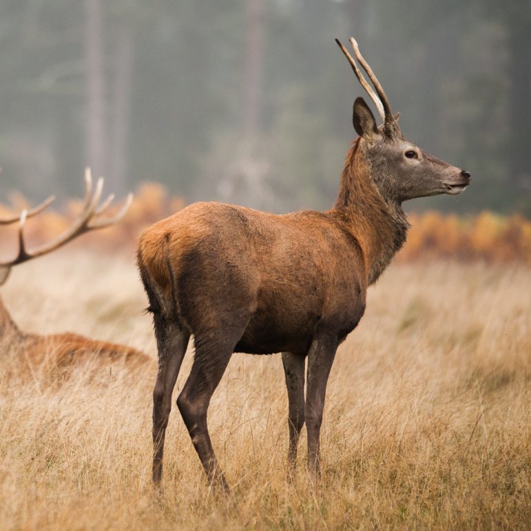 aniamles ciervo