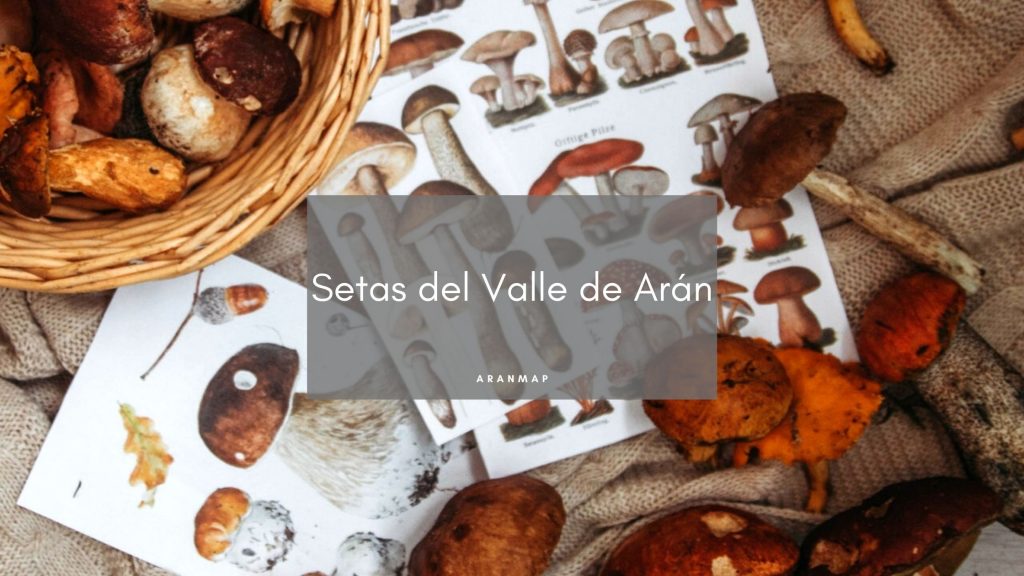 Setas en el Valle de Arán para Recolectar