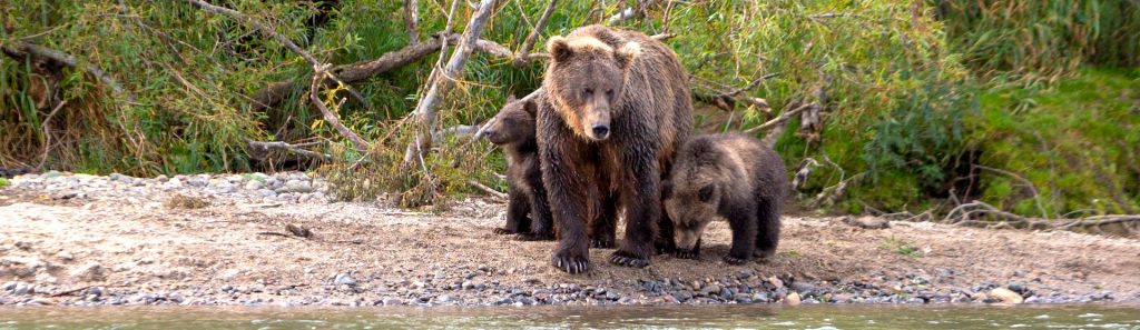 El oso del Pirineo en el Valle de Arán