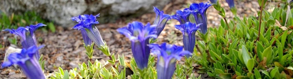 Flores de alta montaña en el Pirineo del Valle de Arán: Una guía completa