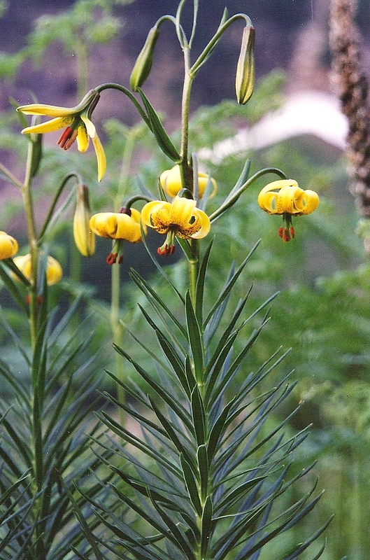 fotografia azucena de los Pirineos