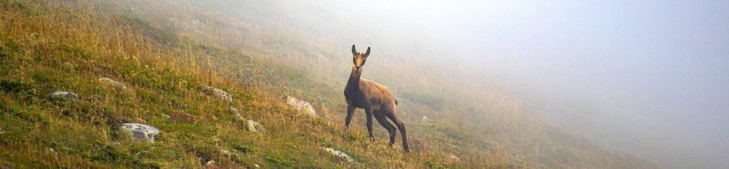 Animales Mamíferos del Pirineo en el Valle de Arán: Descubriendo la Fauna Local