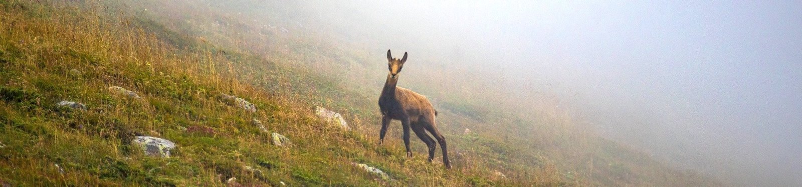 Animales Mamíferos del Pirineo en el Valle de Arán: Descubriendo la Fauna Local