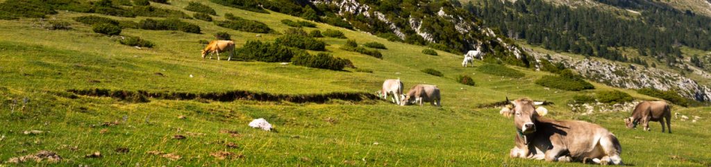 Carne de Pasto en el Pirineo del Valle de Arán