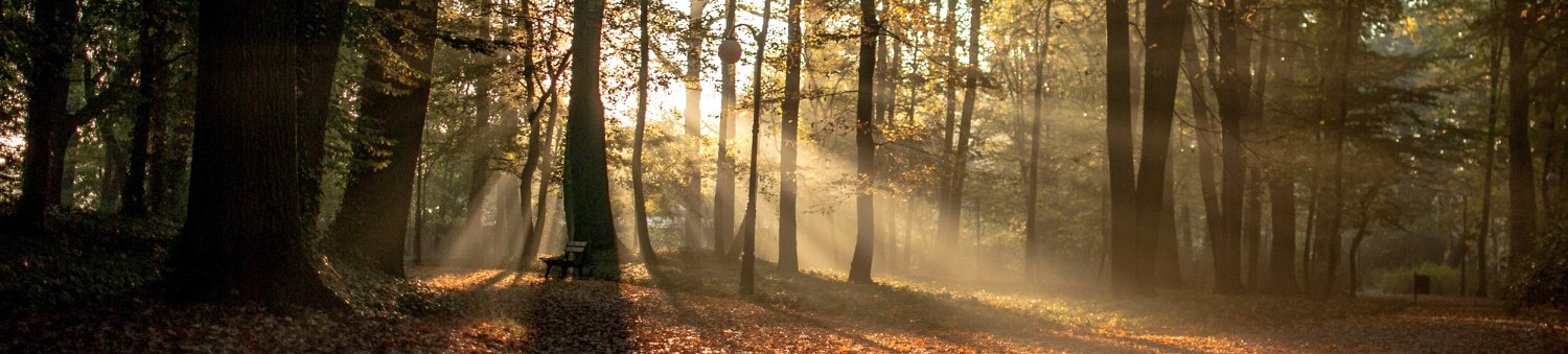 Bosques del Valle de Arán