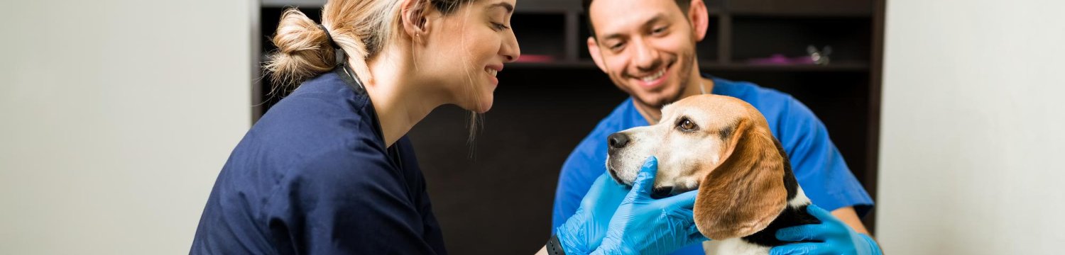 Servicios Veterinarios en el Valle de Arán