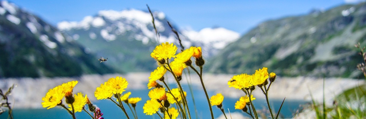 Flora del Valle de Arán y el Pirineo