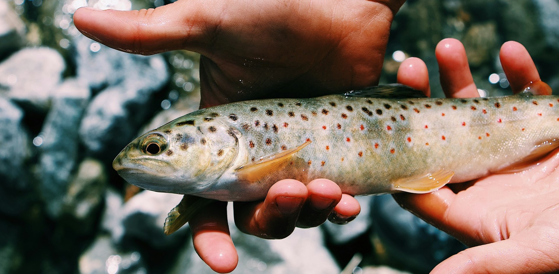 Peces del Pirineo del Valle de Arán