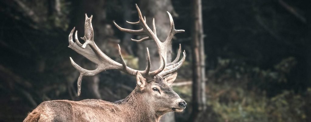 Tipos de Ciervos en el Valle de Arán